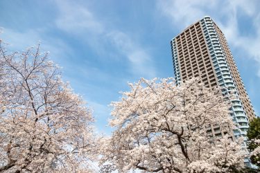 東京さくら日和｜隅田川リバーフロント、豊洲から佃島へ