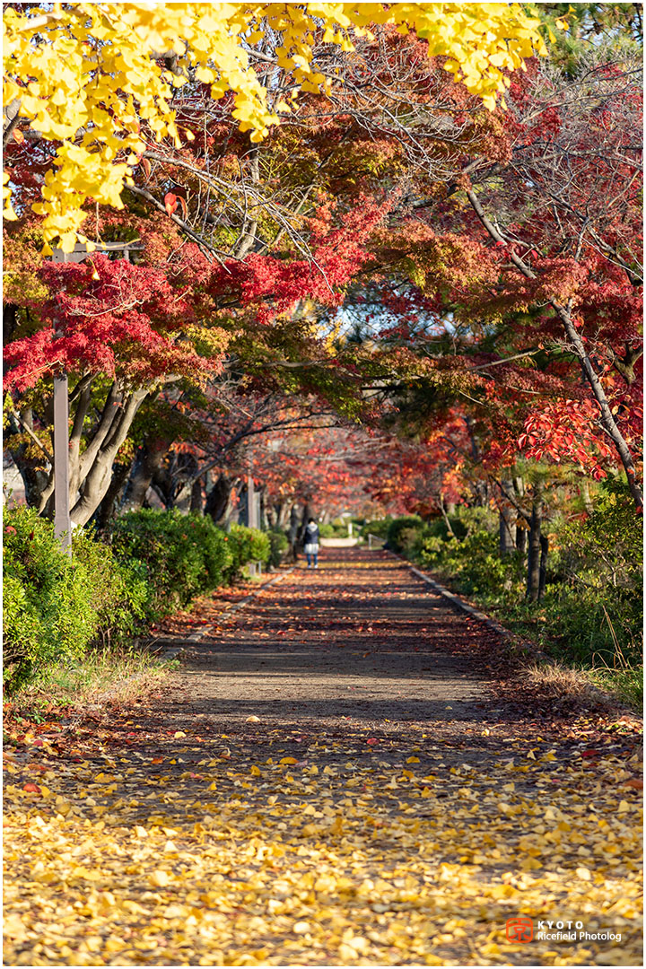 長岡天満宮の紅葉