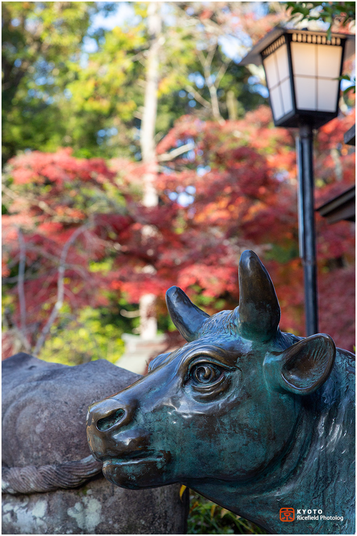 長岡天満宮の紅葉