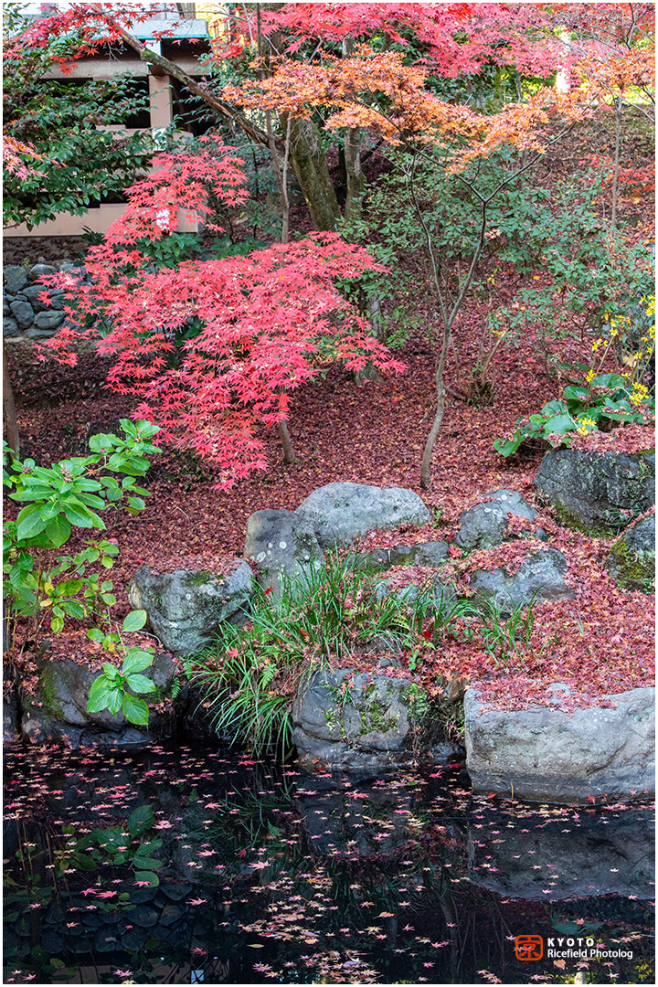 長岡天満宮の紅葉